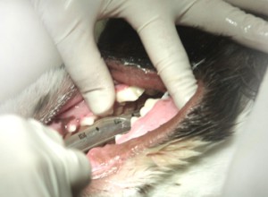 Удаления зуба у собаки при периапикальном абсцессе
