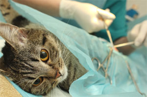 стерилизация или кастрация кота