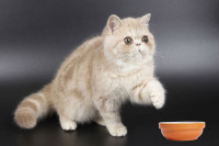 Чем кормить экзотическую кошку: 5 лучших кормов + натуральное питание