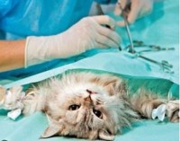 Операция стерилизации кошек