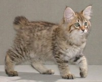 Бобтейл порода кошек с коротким хвостом