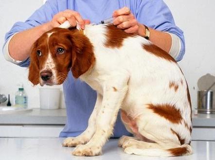 Вакцины для собак