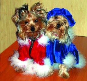 Новогодние костюмы для собак