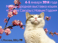 Международная выставка кошек в Москве