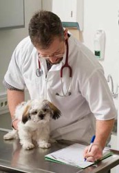 Работа ветеринарного врача