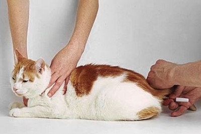 Измерение температуры тела у кошек
