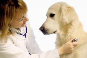Ветеринарная этика