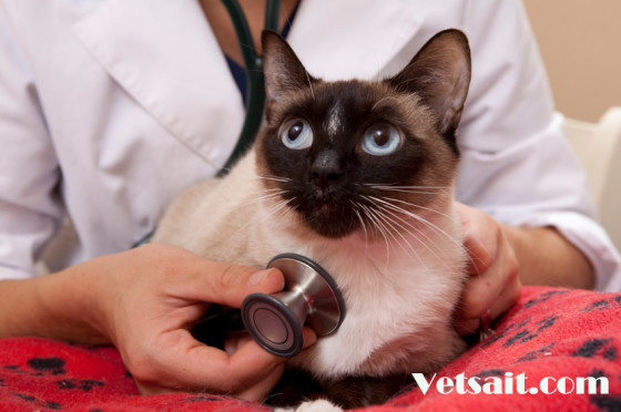 Болезни сиамской кошки - Ветеринарная клиника Любимец