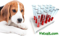 Биохимические изменения в крови собак