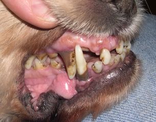 Пародонтоз и зубной камень у собаки