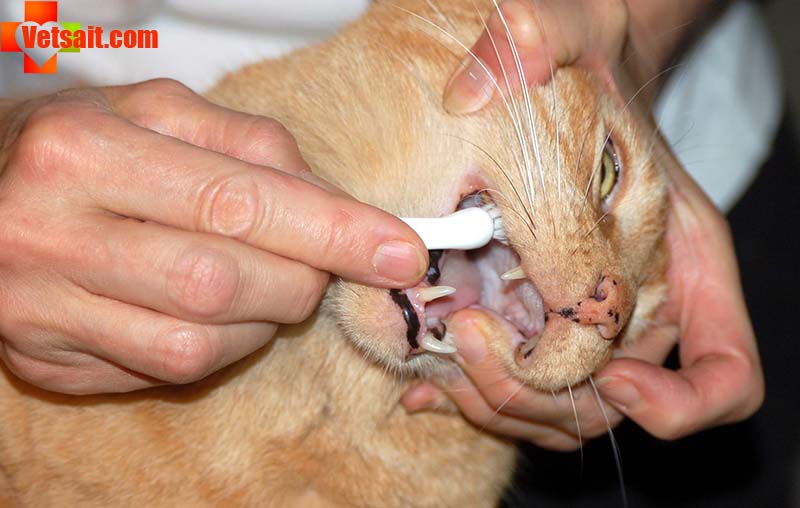 Неприятный запах изо рта у кошки - Ветеринарна клініка Улюбленець