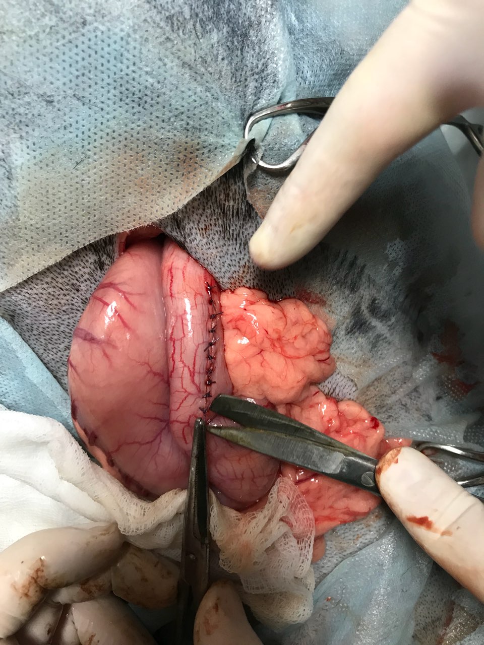 Гастротомія з видаленням постороннього тіла з шлунку собаки
