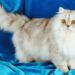 Болезни персидской кошки