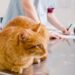 Рвота у кошек: дифференциальная диагностика и этапы