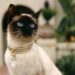 Современная сиамская кошка: какая она?