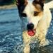 Мытье (купание) собак: основные правила