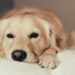 Периапикальный абсцесс у собак: этиология