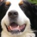 Периапикальный абсцесс у собак: диагностика и лечение