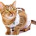 Стерилизация или кастрация кошки: в чем отличие?